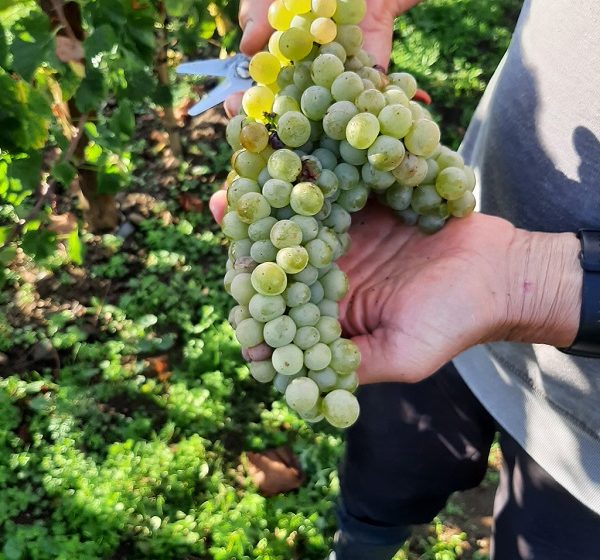 Clos de vigne de La Pierre à Fourneau