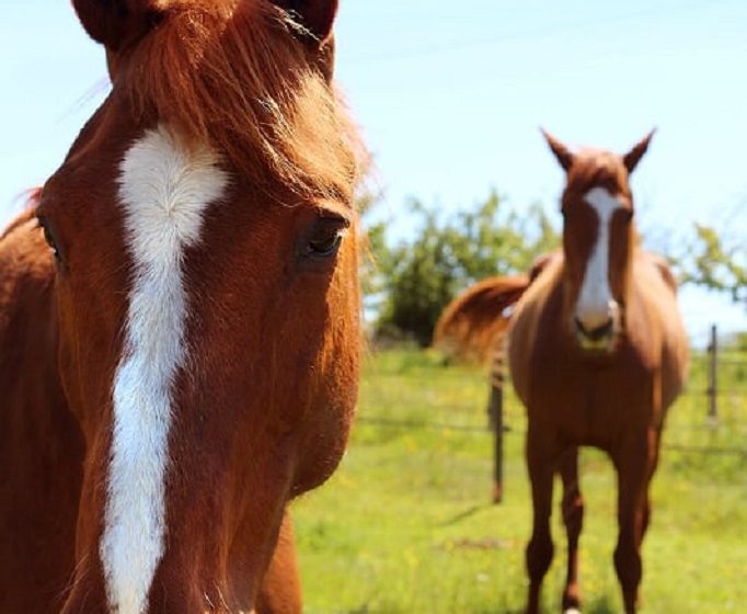 Yoga et cheval à Vignes en Selle