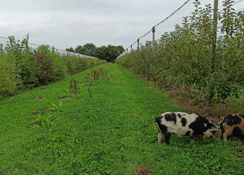 Le Verger de la Petite-Rainette