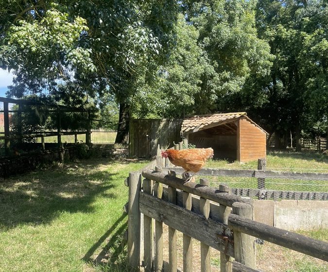 Visites guidées de la ferme pédagogique de la Turmelière