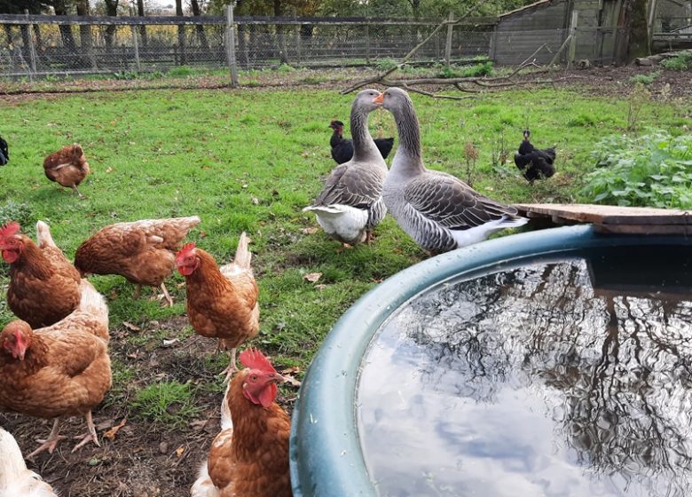 Visites guidées de la ferme pédagogique de la Turmelière