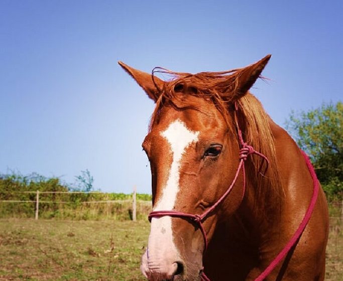 STAGE CAVALIER EN HERBE (4 À 6 ANS)