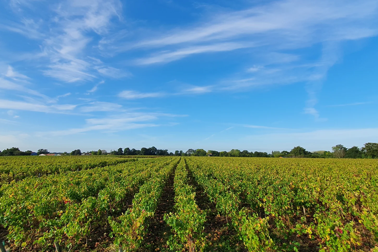 VIGNOBLE VINCENT ET DAMIEN PAPIN