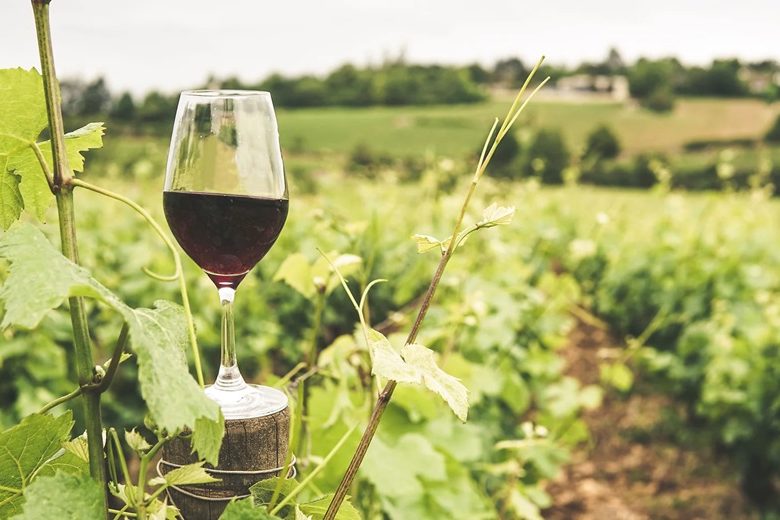 VIGNOBLE VINCENT ET DAMIEN PAPIN