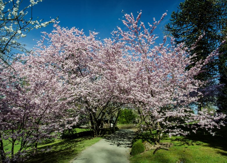 Hanami, pique-nique sous les Cerisiers