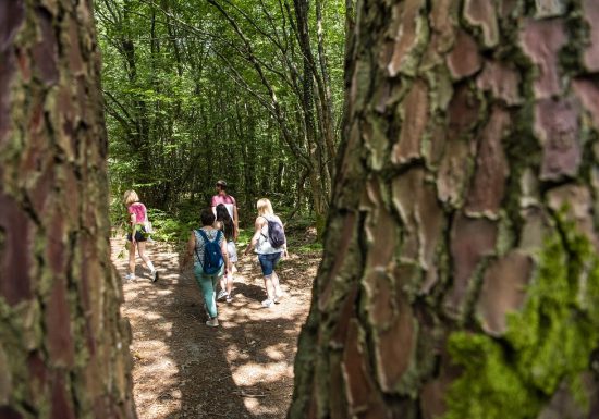 RANDONNÉE ENTRE FORÊT ET BOCAGES