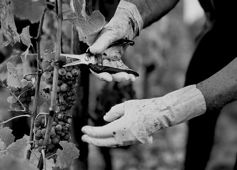 Vignoble de la Bâte