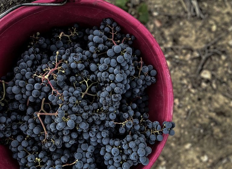 Vignoble de la Bâte